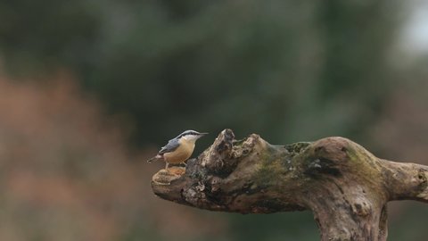Nuthatches eating seeds on wood, Scotland