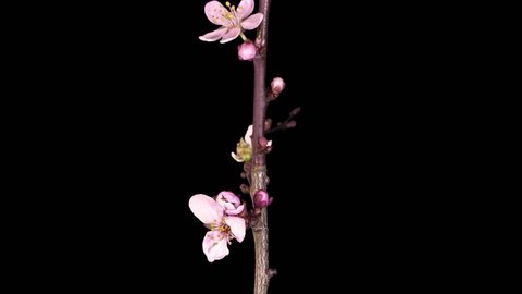 Time Lapse Of Blooming Cherry Willow の動画素材 ロイヤリティフリー Shutterstock