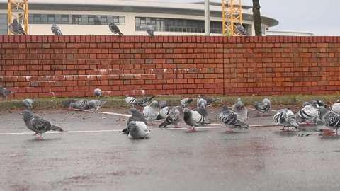 A large flock of wild grey pigeons roam around the puddles of a paved urban car park, while others perch on a nearby wall, as they prune their feathers and search for food in the gentle rain.
