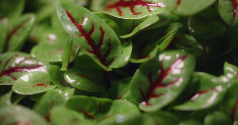Macro footage: growed colorfull sorrel microgreens, vertical farming greens, home business, 4k 60p Prores