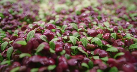 Footage of growed colorfull radish microgreens, vertical farming greens, vitaminized superfood, home business, 4k 60p Prores