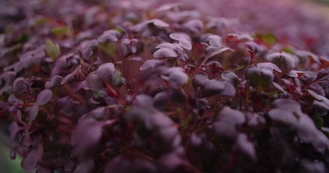 Macro footage: growed colorfull radish microgreens, vertical farming greens, home business, 4k 60p Prores