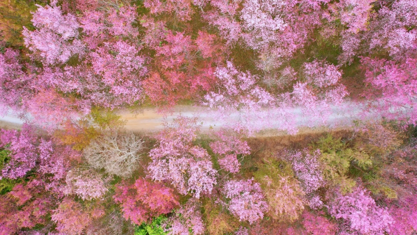 Breathtaking scenery over pink flowers of the Himalayan cherry blossoms, Known locally as the “Tiger Queen” or Nang Phaya Sua Kroang. Thailand. Nature Scenery. Travel and holiday concept. 4K Drone
 Royalty-Free Stock Footage #1086125345