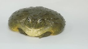  bullfrog on a white background eats a cricket