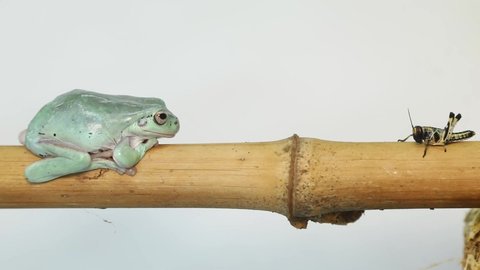 Australian Green Tree Frog portrait against white background