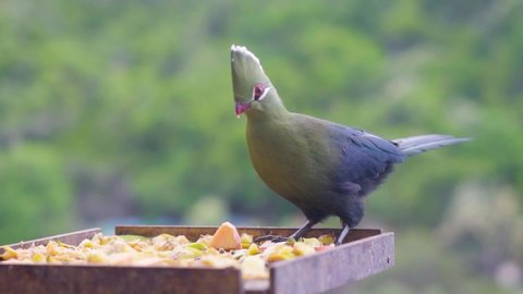  This incredible bird Knysna Loerie eating his breakfast in Wilderness, South Africa. Slow Motion