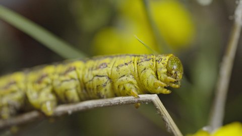 Yellow tomato hornworm caterpillar sit still,ing in and streching out in Phoenix. Close-up shot
