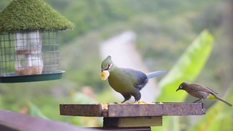 Knysna Loerie eating his breakfast in Wilderness, South Africa. SLOW MOTION