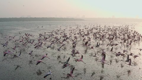 Profile tracking aerial shot of large flock of flamingoes taking off and flying