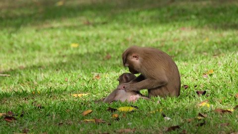Northern Pig-tailed Macaque, Macaca leonina grooming its child while on the grass as she looks around then continues to pull for more pests from the body, Khao Yai National Park, Thailand.
