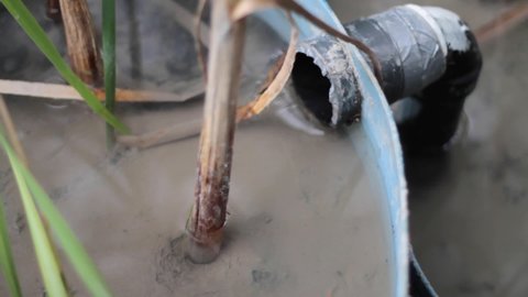 A close-up of a homemade bio-filter using sand, rocks and cattails to filter out impurities from a nearby grey water tank.