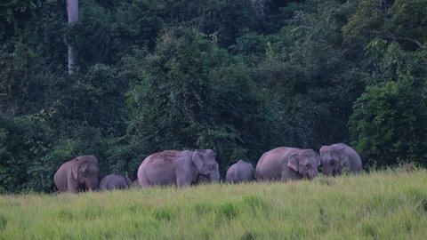 Indian Elephant, Elephas maximus indicus herd resting at the edge of the forest after bathing with dirt in Khao Yai National Park, Thailand.