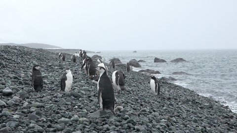 Penguins. Antarctica. A group of Penguins walking along the rocky shore of a penguin colony in the Antarctic peninsula.