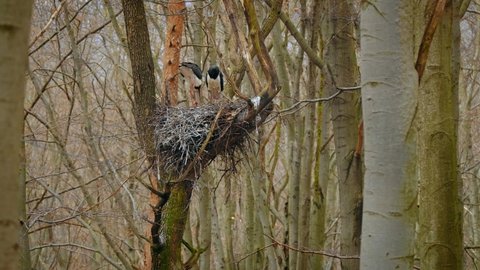 Black stork (Ciconia nigra) defecating, bird pooping from nest