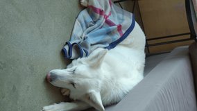 a white Swiss dog covered with a colored blanket sleeps on the floor in the room and then opens its sleepy eyes and looks up. vertical video. overall plan