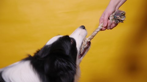 Pet activity. Funny puppy dog border collie holding colourful rope toy in mouth on yellow background. Owner hand playing with purebred pet dog. Love for pets friendship support team concept