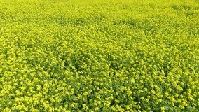 Yellow mustard flowers are blooming all over the field. Yellow flowers background. 4k video. 