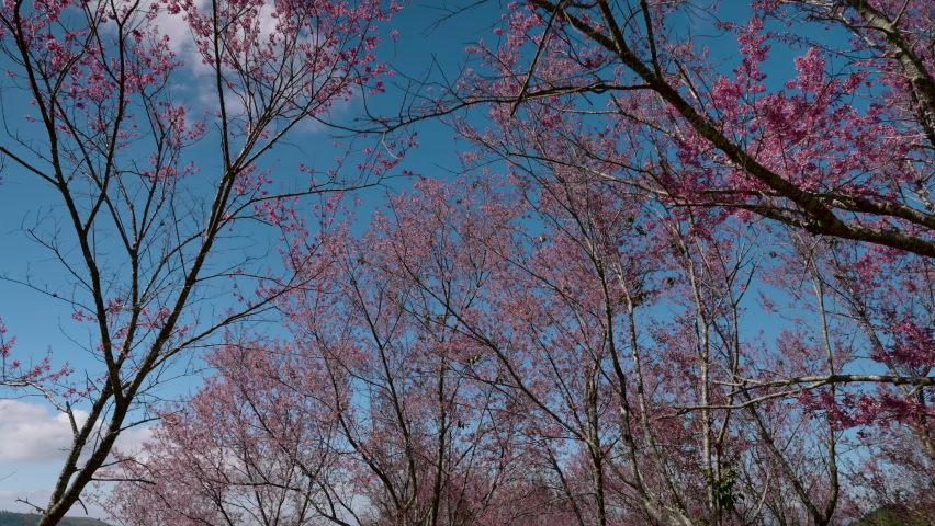 4K, a large number of Phaya Sua Krong trees blooming pink flowers beautiful on the top of the mountain On a bright day in the Phu Lom Lo area of Phitsanulok Province, Thailand.