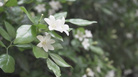 Wonderful blooming jasmine. Jasmine flowers are swaying in wind. White flowers on green branches.