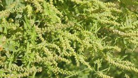 Ragweed flowering. Bushes of ragweed or ambrosia, causing allergic reactions to sensitive population. Ambrosia artemisiifolia flowers (common ragweed, annual ragweed). Vertical video