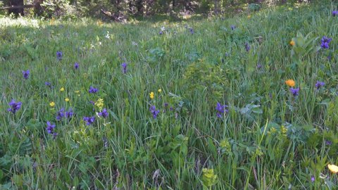 Blooming woodland meadow (sage, hellebore, globeflower ) earing in wood (forest glade), midsummer