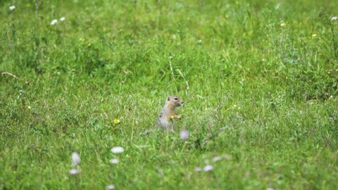 Long-tailed Siberian ground squirrel (Urocitellus  Citellus undulatus) feeds on grass, meadows of Altai Mountains (foothills). Herbivores harm to mountain pastures, causative agent of plague
