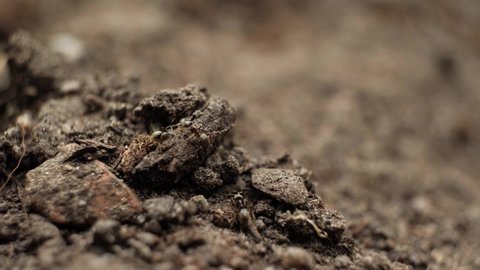 Ants running through the soil, macro shot. Slow motion, shallow depth of field.