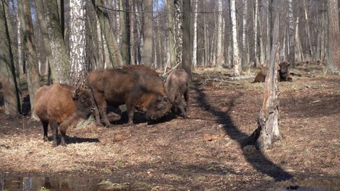 adult and a young male zubr or european bison bad with horns. Adult and young zubrs are playing