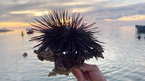 A man holds a sea urchin that he caught in the water in the Indian Ocean. Sunset through the needles of a sea urchin