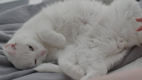 Big fluffy white cat tosses on the bed and falls asleep. High quality 4k footage
