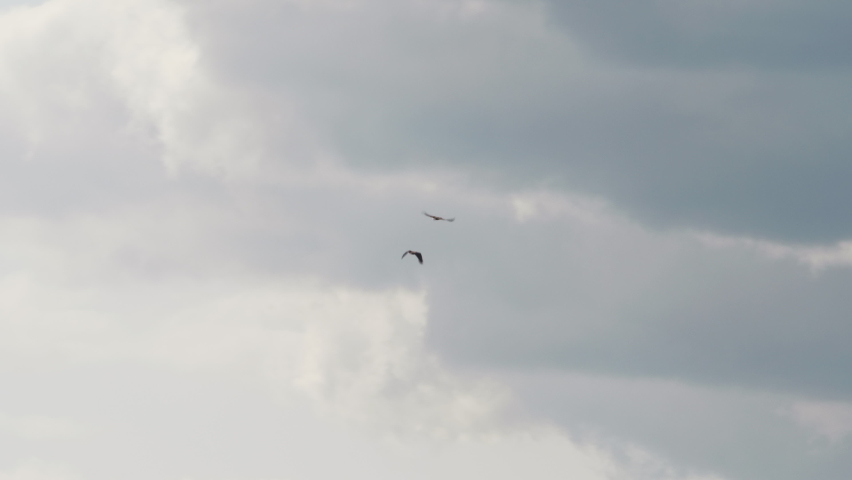White tailed Eagles, Haliaeetus albicilla, flying in the air on summer day, Europe