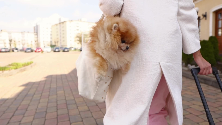 Funny little dog sitting in a lady