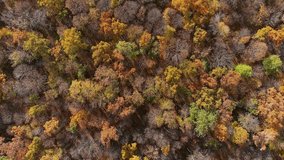 Beautiful autumn landscape with yellow trees and sun. Colorful foliage in the park. Falling leaves natural background. Drone video
