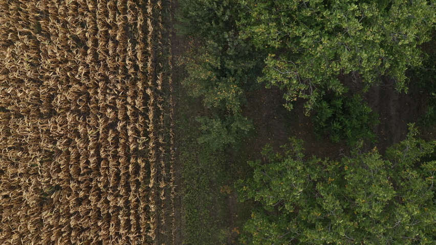 Walnut tree and ripe corn field, aerial shot from drone pov, top down