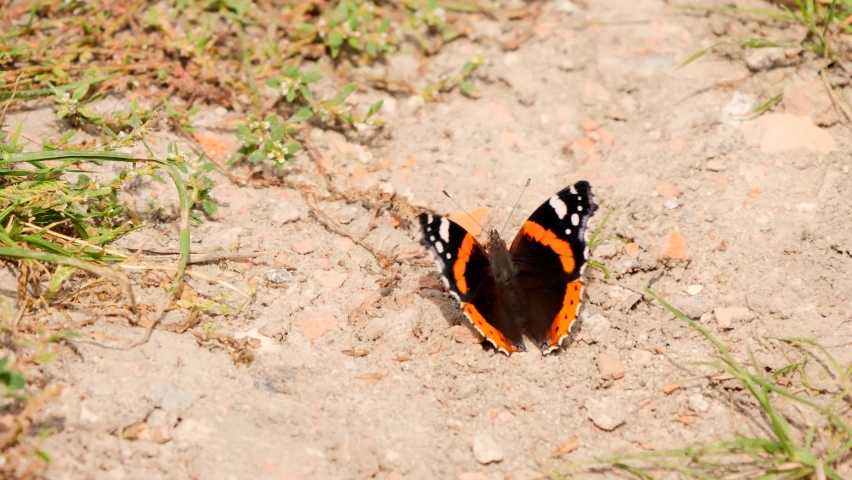 Red admiral butterfly on the ground ( Vanessa atalanta )