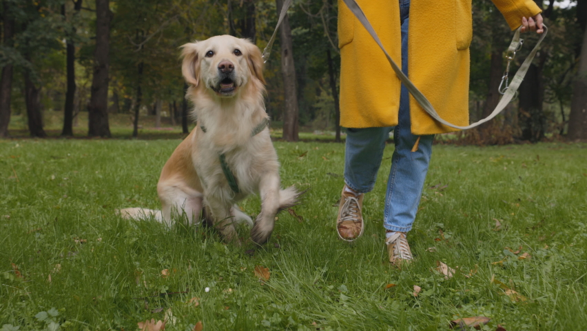 Close up of woman in blue jeans and yellow coat walking with her french retriever at city park. Female owner using leash for controlling her adult dog outdoors. Royalty-Free Stock Footage #1086162815