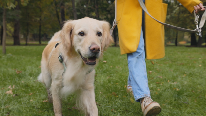 Close up of woman in blue jeans and yellow coat walking with her french retriever at city park. Female owner using leash for controlling her adult dog outdoors. | Shutterstock HD Video #1086162815