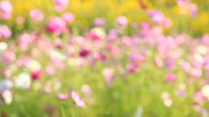 Blurred cosmos flowers in the meadow, Lumphum province Thailand.