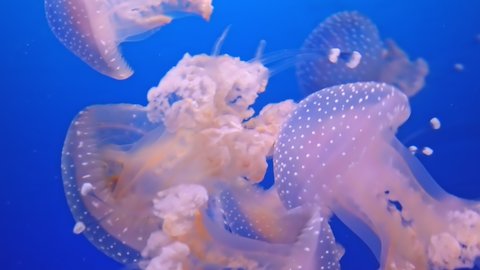 white spotted jellyfish invasive species