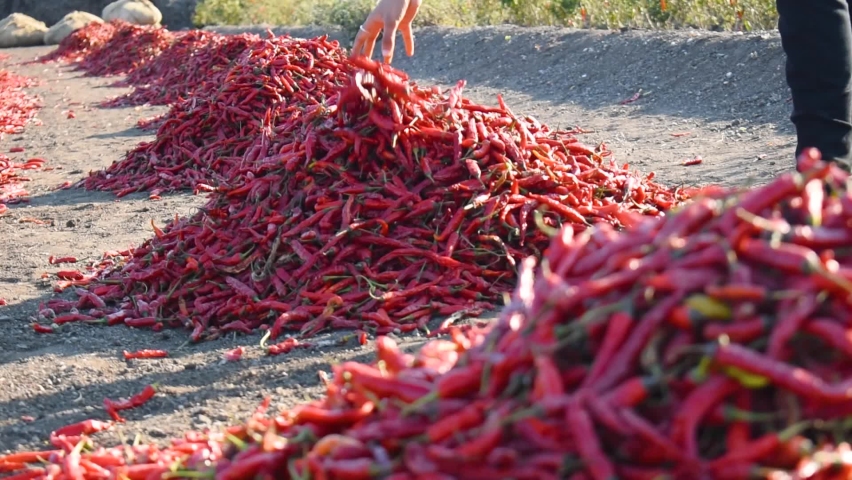 Close up shot of woman hand with pile of Indian red chilly. Organic ripe red chilly in farm. Agriculture Background Royalty-Free Stock Footage #1086167720
