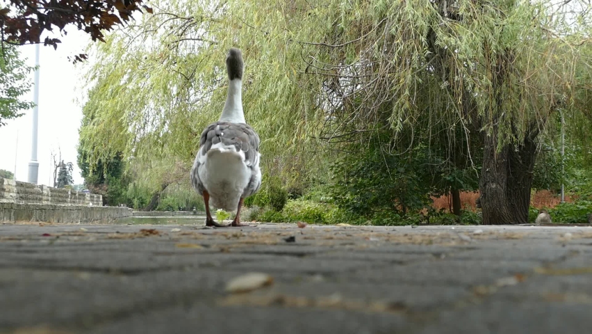 goose walking in the city park 