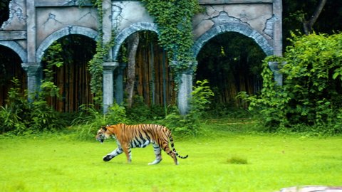 Males of wild tigers run along the grass at the rocks study the territory for life