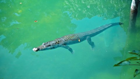 Wild African alligators float in the water, plunging to the bottom of the river and float from above