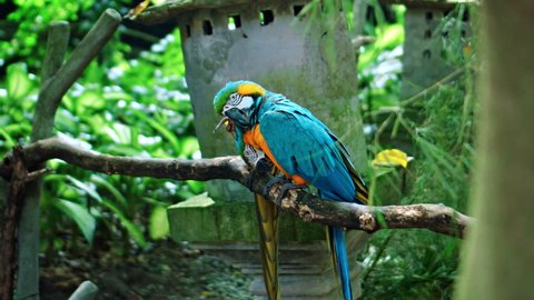 Parrot ara with yellow and blue feathers in its usual habitat with green grass and sprawl sits on a wooden branch