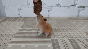 Hamster reaches for a piece of bread, playing with a hamster, 4K video