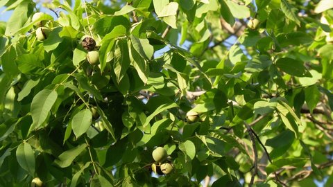 Green leaves and ripe walnut. Raw walnuts in a green nutshell. Fruits of a walnut.