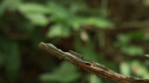 The Asian Paradise Flycatcher on branch in nature