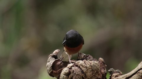 The White-rumped Shama on branch in nature