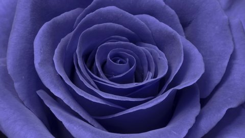Amazing blue Rose flower background. Trend colour 2022. Demonstrating the color of 2022 - Very Peri.