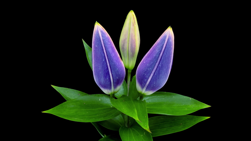 Beautiful violet Lily flower bud opening time lapse, close up, isolated on black background. Very peri. Royalty-Free Stock Footage #1086186257